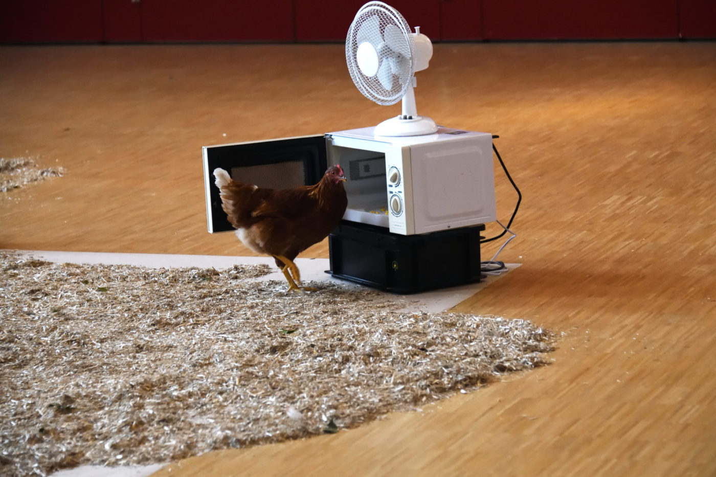 We see a hen next to a microwave and a ventilator.